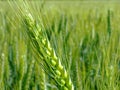 Soft background of fresh green barley field and crop ear close up Royalty Free Stock Photo