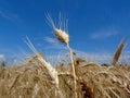 golden yellow wheat field close up with crop ears under light blue sky Royalty Free Stock Photo