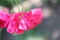 Soft background with inflorescence of pink roses Royalty Free Stock Photo