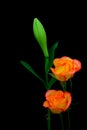 Soft and beautiful caribbean roses and a oriental white lily bud against black background Royalty Free Stock Photo