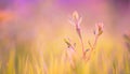 Soft beautiful leaves and flower in pastel color blurred style