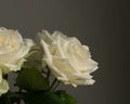 Soft Beautiful White rose close up for valentine`s card or anyversary Royalty Free Stock Photo