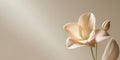 Soft beige flower luxury banner background Royalty Free Stock Photo