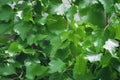 Soft birch leaves natural background