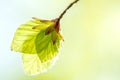 Soft birch leaves