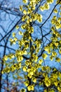 Soft birch leaves in spring in back light