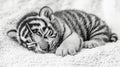 A soft blanket cradles a peacefully sleeping white tiger cub Royalty Free Stock Photo