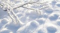A soft blanket of snow covering tree branches creating a bumpy and layered texture as the snow melts and refreezes Royalty Free Stock Photo