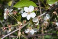 soft blooming apple tree wallpaper Royalty Free Stock Photo