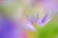 Soft blue anemone