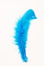 Soft blue feather.