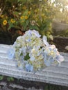 Soft Blue Hydrangea Flower Cluster in Natural Sunlight Royalty Free Stock Photo