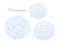 Soft blue outline hydrangea blooms, vector art