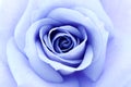 Soft blue rose Royalty Free Stock Photo