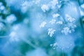 Soft blue spring background with wildflowers Royalty Free Stock Photo