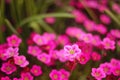 Soft and blur conception.Beautiful pink and blue flowers small size blooming in the garden close up on the background Royalty Free Stock Photo