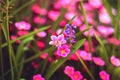 Soft and blur conception.Beautiful pink and blue flowers small size blooming in the garden close up on the background Royalty Free Stock Photo