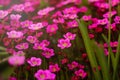 Soft and blur conception.Beautiful pink and blue flowers small size blooming in the garden close up on the background Royalty Free Stock Photo