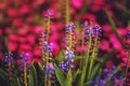 Soft and blur conception.Beautiful pink and blue flowers small size blooming in the garden close up on the background Royalty Free Stock Photo