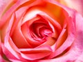 Soft blur focus of close up beautiful rose flower background. textures of pink rose petals Royalty Free Stock Photo