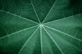 Soft and blur focus green leaf texture background Royalty Free Stock Photo