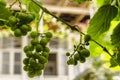 Soft blur green grapes and leaves on grape vine background