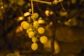 Soft blur green grapes and leaves on grape vine background