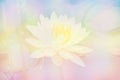 Soft blur Lotus flower in pastel colors sweet background