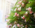 Soft blur plumeria, frangipani flowers on tree