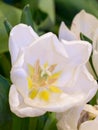 Soft blur white tulip flower close up