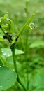 leaf water droplets Royalty Free Stock Photo