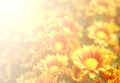 Soft blurred blooming orange yellow Chrysanthemum flowers