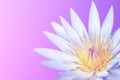 Soft blurred blooming white lotus flower on purple background