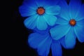 Soft and blurred blue Cosmos Flower