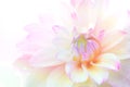 Soft blurred close up of white pink dahlia flower on white