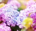 Soft blurred flowers of a pink hydrangea