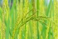 Surface texture pollen of paddy rice, rice paddy flower reproductive stage