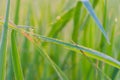 Leaves, leaf, foliage, stalk, paddy rice with dew drops, bokeh, the beam, light and lens flare effect tone. Royalty Free Stock Photo