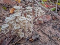 The soft blurred and soft focus the natural Termitomyces microcarpu,mushroom on the ground with the natural light background, loca