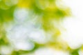 Soft blurred sweet green bokeh nature abstract background Royalty Free Stock Photo