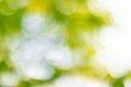 Soft blurred sweet green glitter bokeh nature abstract background Royalty Free Stock Photo