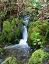 Woodland nature waterfall, soft water cascading in natural river in West Coast forest Royalty Free Stock Photo