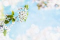 Soft Blurred White Flower Spring Background Royalty Free Stock Photo