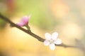 Soft blurred white and pink Chinese plum flower or Japanese apricot flower in colorful green and yellow background. Royalty Free Stock Photo