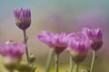 Soft blurry chrysanthemum flower with sunshine and sweet warm bokeh from light Royalty Free Stock Photo