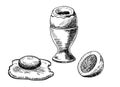 Soft boiled egg, boiled egg, fried egg. Healthy food set. Vector sketch illustration. Image isolated on white background