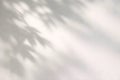 Soft Botanical Shadows On Light Neutral Wall With Natural Daylight For Minimal Background Design Royalty Free Stock Photo