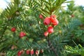 Soft bright red berry-like seed cones of European yew