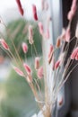 Soft pink dried grass