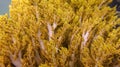 Soft Broccoli coral on a reef pinnacle. Colorful coral reef at the bottom of tropical sea, yellow fire coral Litophyton arboreum, Royalty Free Stock Photo